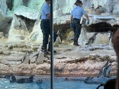 -帝企鹅自助餐厅•儿童岛•真企鹅(长隆企鹅酒店)