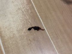 -乐派堂宠物医院·猫友好· 心脏科(东街店)