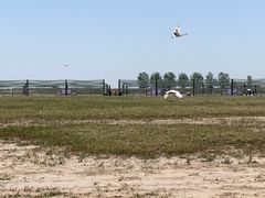 -盐城丹顶鹤湿地生态旅游区