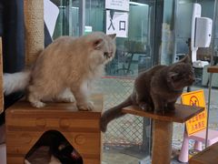 -more than meow吴止猫主题餐厅(承德 中船汇店)