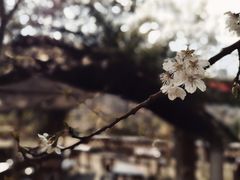 -樱桃山旅游景区