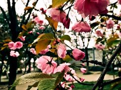 iphone_upload_pic-西安青龙寺遗址景区