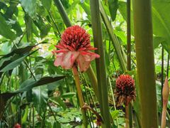 -中国科学院西双版纳热带植物园