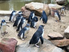 -费瑟代尔野生动物园