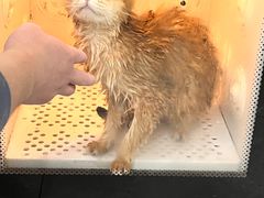 -中农大我爱我爱动物医院·核磁CT·猫病·24小时夜诊中心(石佛营店)