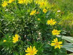 -中茵皇冠假日酒店·棕榈岛湖畔餐厅