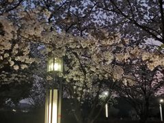-高东镇樱花园