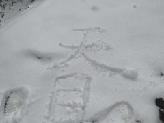 -天目山大树王景区