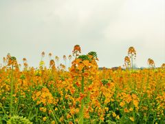 -中国天府农业博览园