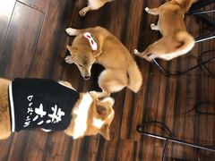 -豆柴町-柴犬主题狗咖(红鼎国际C座店)