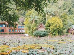 -野象谷景区