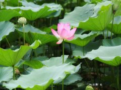 -燕郊植物园