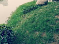 -后襄河公园