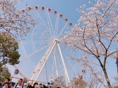 -顾村公园