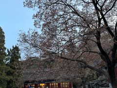 -香山公园