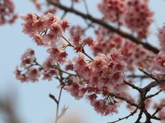 -香雪海