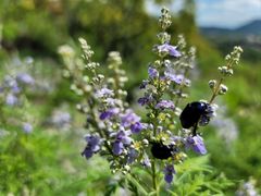 -白水寺森林公园