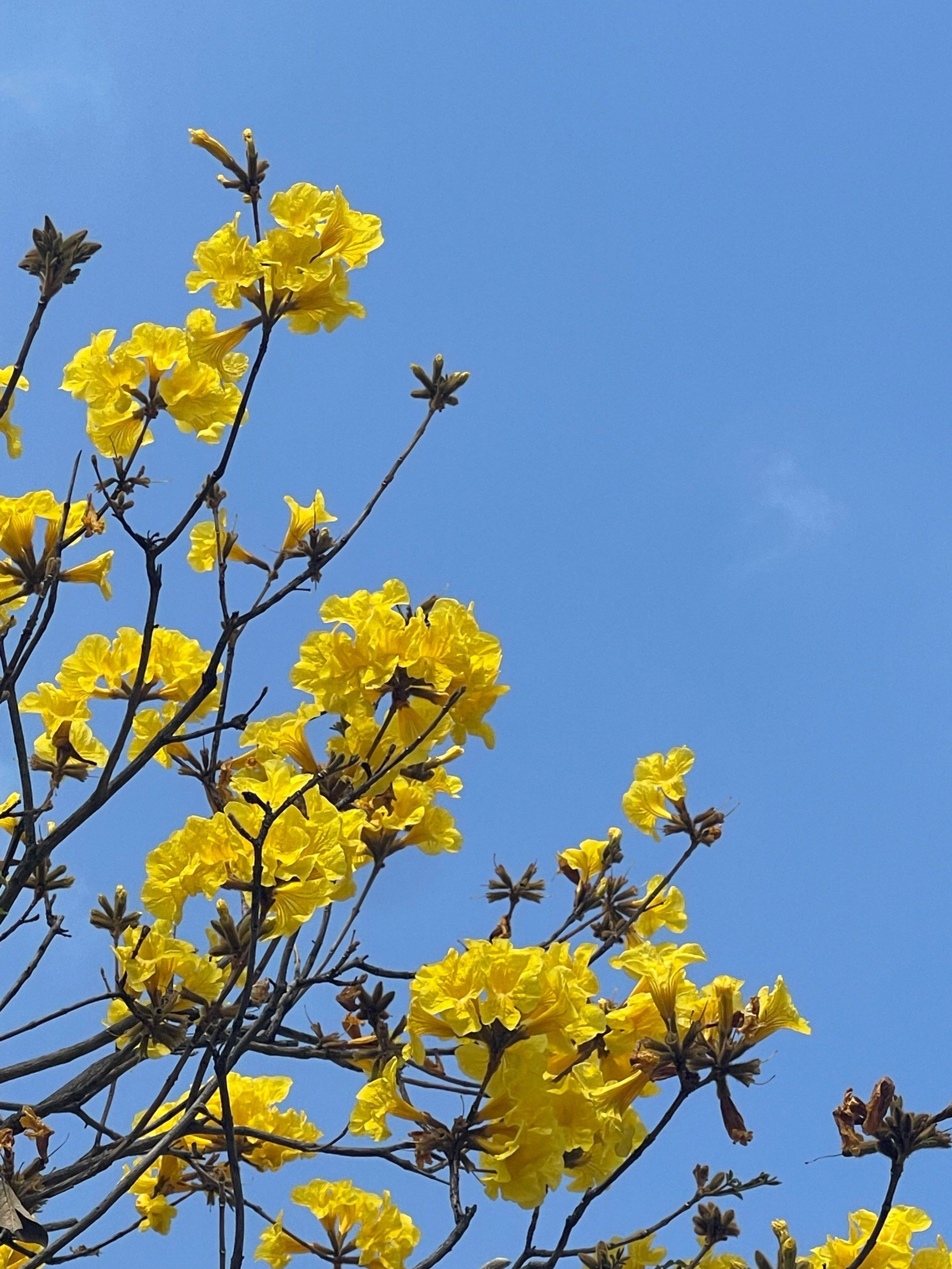 看到黄风铃花啦