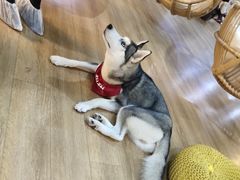 -Husky Go! 哈士奇体验馆·宠物咖啡厅狗咖