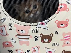 -特一安24小时宠物医院·骨科·中兽医