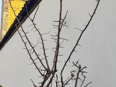 -南京市民俗博物馆(甘熙宅第)