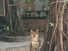 -柴犬高等学院·狗咖·柴犬售卖·宠物训练