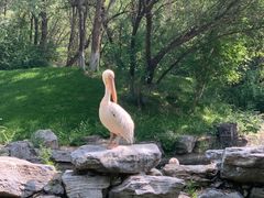 -北京野生动物园