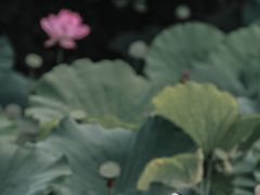 -三圣花乡旅游区