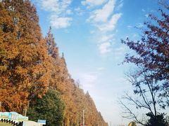 -上海长兴岛郊野公园