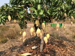 -东方鼎信农副产品交易中心