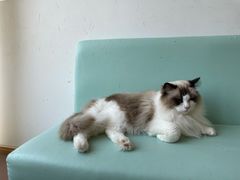 -猫在这儿猫咪咖啡馆·撸猫馆