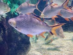 -太平洋海底世界