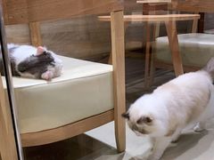 -藏猫猫咖啡主题馆(中央大道店)