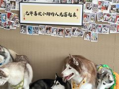 -星多哈·狗咖·拼豆·咖啡
