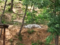 -石家庄市动物园