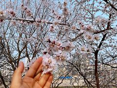 -桃花堤公园
