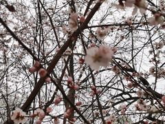 -桃花堤公园