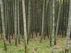 -杭州植物园