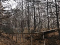 -阿尔山市大兴安岭奥伦布坎景区