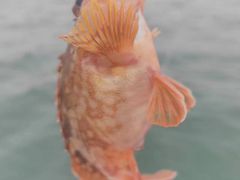 -鑫艋游艇海钓俱乐部