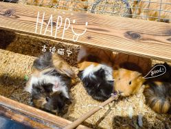 -酷嗒动物文化乐园(cutezoo西溪乐天城店)