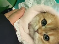 -辛巴宠物医疗中心·骨科·内分泌专科·心肾专科(亭林公园店)