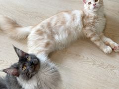-十年猫舍·猫咪专门店(普陀店)