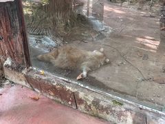 -清迈夜间动物园