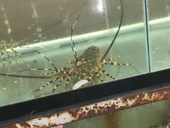 -QQ海鲜餐厅