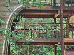 -西双版纳基诺山寨