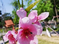 -东莞植物园