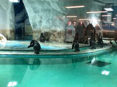 -北戴河圣蓝海洋公园