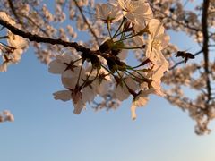 -高东镇樱花园