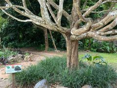 -中国科学院西双版纳热带植物园